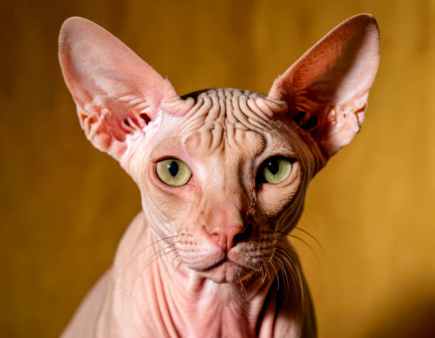 istock Portrait of a Sphynx cat 2088711536