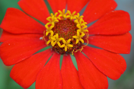 Zinnia elegans flowers in red, photo of flowers with spring colors, the most famous annual flowering plant of the genus Zinia