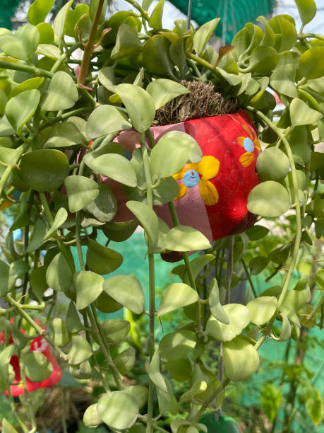 istock ivy with pot hanging in garden 2088727704