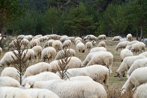 Flock of sheeps grazing in green farm in New Zealand with warm sunlight effect