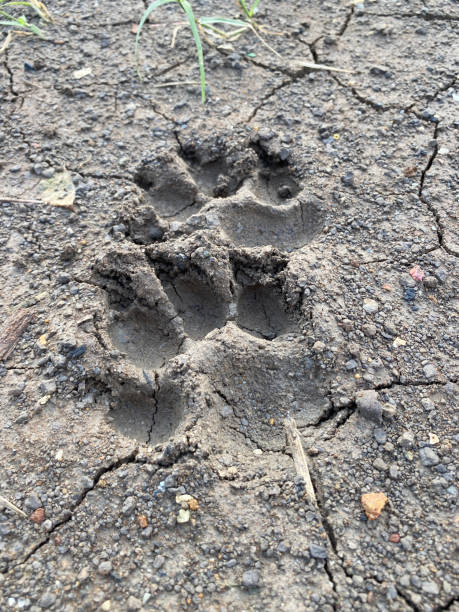 istock dog footprint 2088741599
