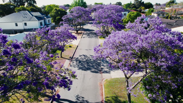 Violet jacaranda trees in an Australian suburb