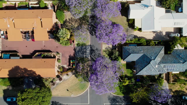 Purple jacaranda trees in an Australian suburb