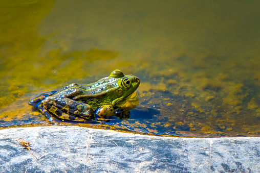 The Green and Golden Bell Frog (Litoria aurea or Ranoidea aurea), also named the Green Bell Frog, Green and Golden Swamp Frog and Green Frog, is a ground-dwelling tree frog native to eastern Australia. The frog remains abundant in New Zealand and several other Pacific Islands, where it has been introduced.  Pelodryadidae