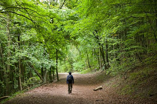 Asian Indian woman hiking alone on a woodland trail through forest in Chiltern Hills. Wendover, Buckinghamshire, UK