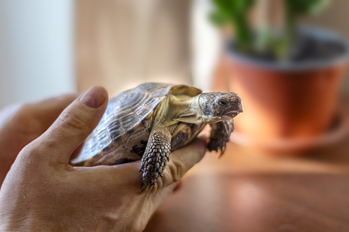 Strong male hands gently holding turtle. The attachment to the pet. Close-up. Turtle's day.