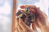 Strong male hands gently stroke turtle. Attachment to pet. Close-up. Turtle's day