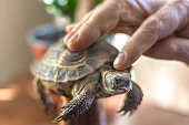 Strong male hands gently stroke turtle. Attachment to pet. Mutuality. Close-up. Turtle's day
