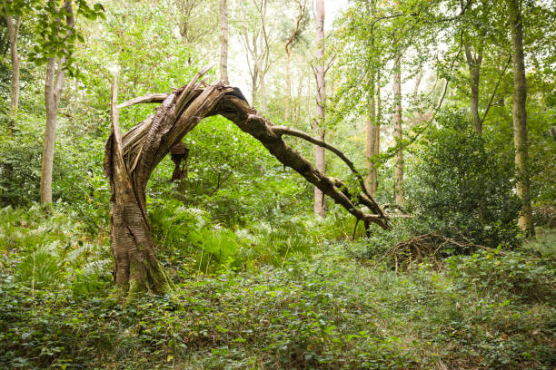 Wendover Tree 30+ Wendover Woods Stock Photos, Pictures & Royalty-Free Images - iStock