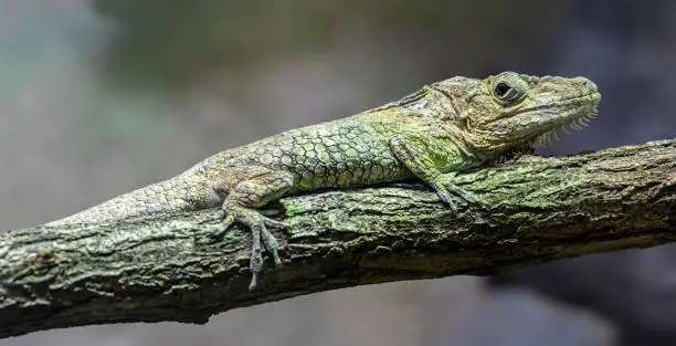 Photo of Close up of a Western bearded anole (Anolis barbatus)