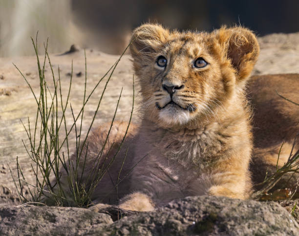 close up view of an asiatic lion cub (panthera leo persica) - protection domestic cat animal head cub foto e immagini stock