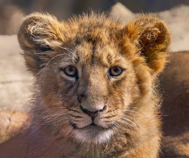 vista frontal de un cachorro de león asiático (panthera leo persica) - protection domestic cat animal head cub fotografías e imágenes de stock