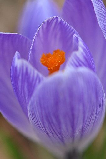 Vertical close-up of the first purple crocus flower in a Connecticut yard, blooming just before winter ends, another small piece of evidence of global warming, with center focus and foreground copy space