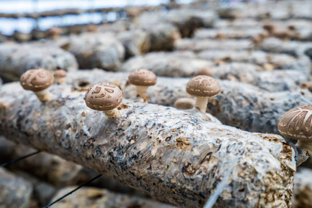 Mushroom cultivation in Greenhouse environment
