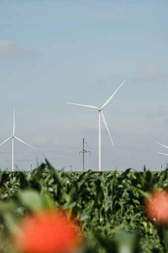 Blurred red poppies against wind turbines with rotor blades generating renewable energy on corn fields. Windmills produce alternative energy