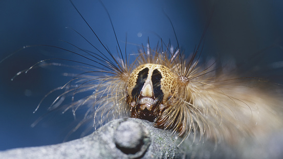 the head of gypsy moth or spongy moth caterpillar, Lymantria dispar, Erebidae