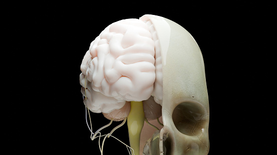 Human brain MRI and AI technology.
