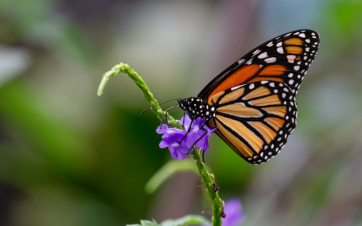 Side view macro close-up of a single Monarch butterfly (Danaus Plexippus) with closed wings collecting pollen from a flowering purple Verbena plant (Stachytarpheta Jamaicensis), shallow DOF