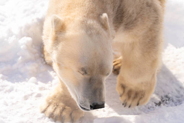 istock polar bear in the snow 2088873187