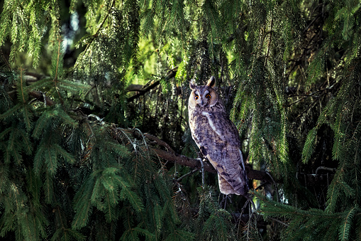 Adult Long-eared owl perched on a fir tree branch