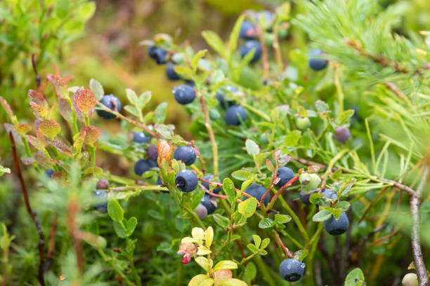 istock Blueberry bush with ripe berries close up 2088875887