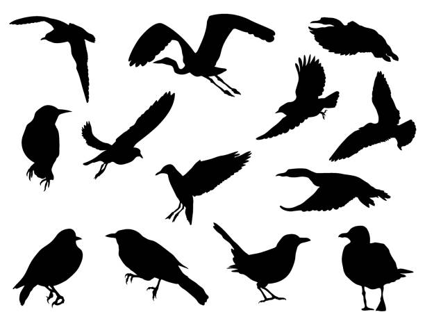 Silhouettes-Birds-5 Sihouettes of different birds sea bird stock illustrations