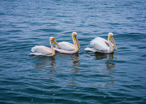 Pelicans resting in the blue ocean