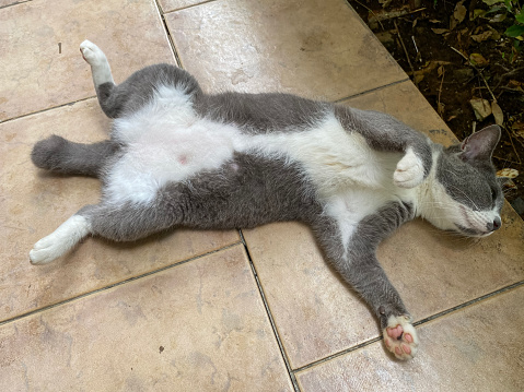 cat with Gray and white colour lie down on floor with cute pose and expression.