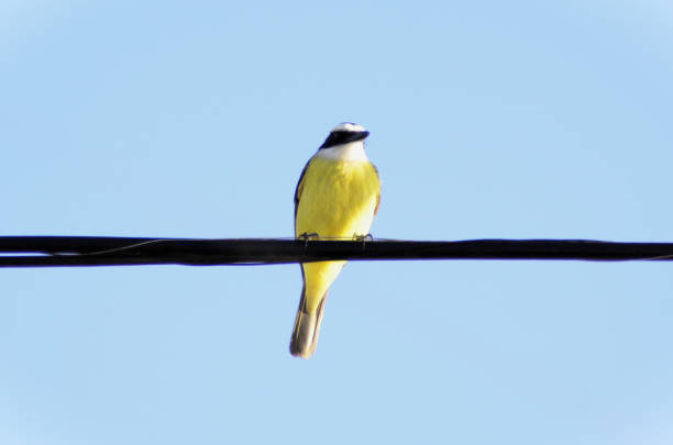 Great tit (Parus major)