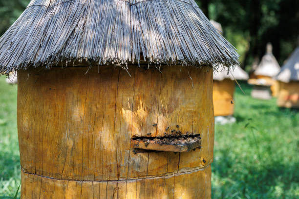 Wooden boxes for apiaries or boxes for beehives for beekeeping and collecting honey in a blooming field
