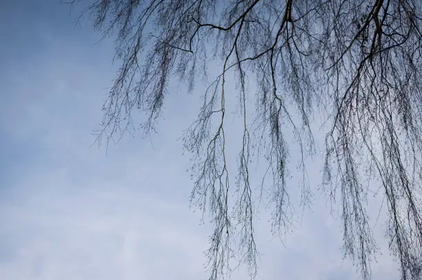 Photo of Tree silhouette on hazed blue sky background