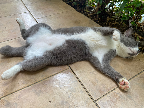 cat with Gray and white colour lie down on floor with cute pose and expression.