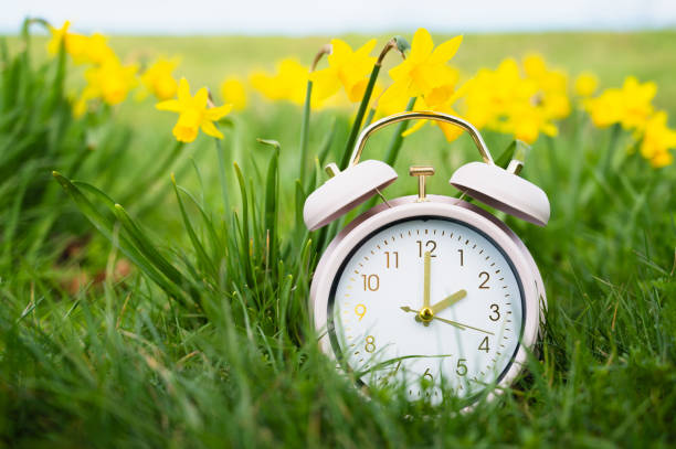 alarm clock with daffodils flowers, switch to daylight saving time in spring, summer time changeover - daylight savings fotografías e imágenes de stock