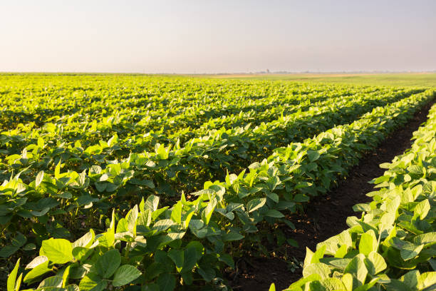 istock Soybean field with rows of soya bean plants 2088916370