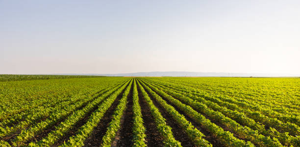 istock Soybean field with rows of soya bean plants 2088916388