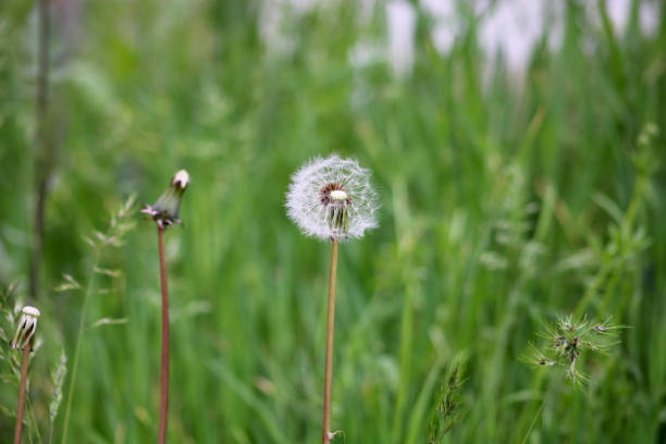 Dandelion flower on green background. Taraxacum