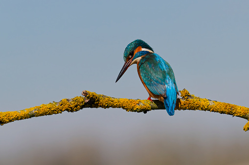 male Kingfisher looking down to spot fish in the water