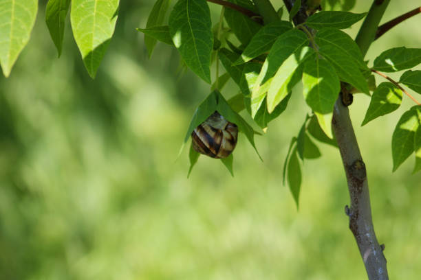 istock Snail on green leaf. spring time and green color background. 2088919493