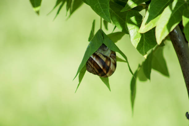 istock Snail on green leaf. spring time and green color background. 2088919496