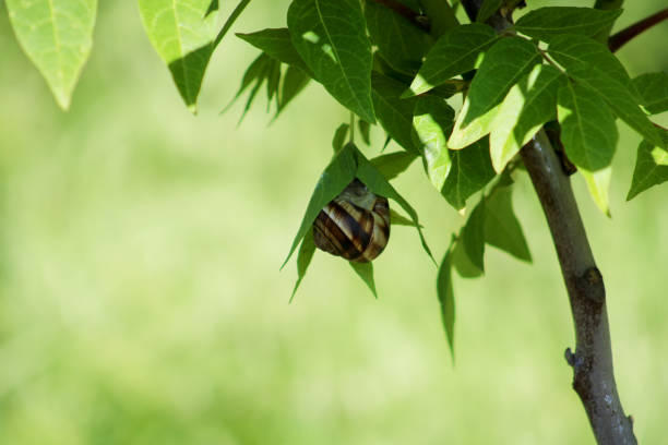 istock Snail on green leaf. spring time and green color background. 2088919498