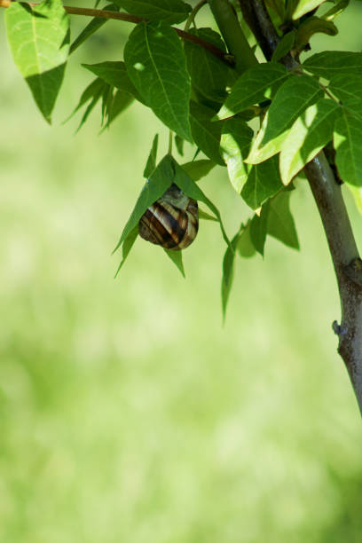 istock Snail on green leaf. spring time and green color background. 2088920550