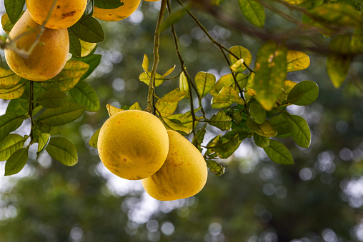 The grapefruit tree is full of ripe fruits grapefruit