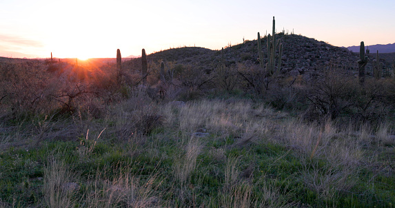 View of desert parkland at sunrise
