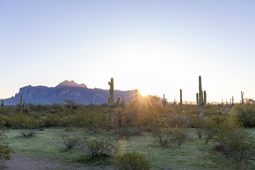 View of desert parkland at sunrise