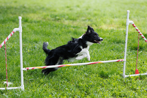 A shepherd dog jumps over a barrier at a competition. Agility.