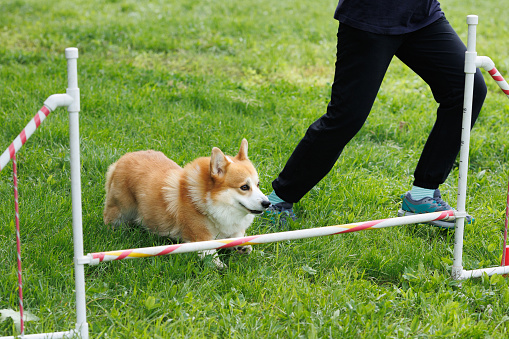 A corgi dog jumps over a barrier at a competition. Agility