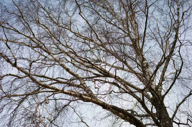 Photo of Tree silhouette on hazed blue sky background