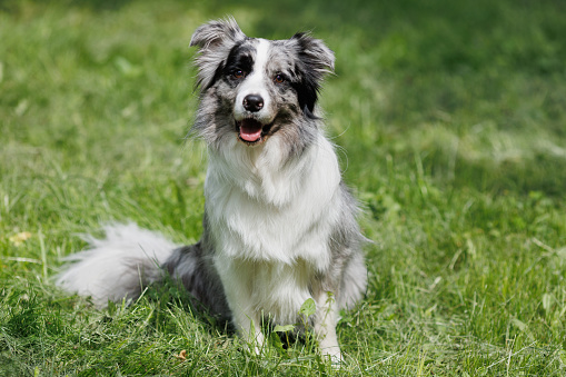 A grey and white border collie is resting on the green grass