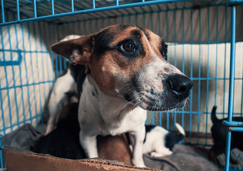 Portrait of lonely sad abandoned stray dog in the cage at animal shelter. Best human's friend is waiting for a forever home. Animal rescue concept