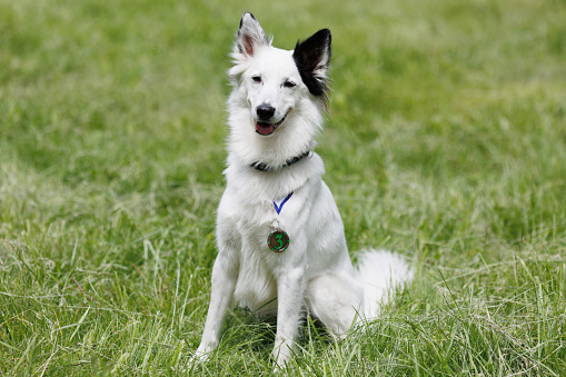 Portrait of a white Swiss Shepherd with medals and awards on the green grass during a dog show.
